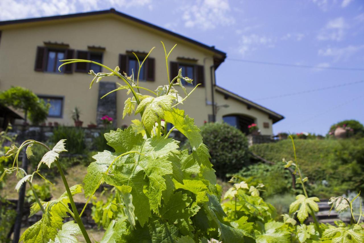 Villa Porcigliano Olive Grove Polcanto Екстериор снимка
