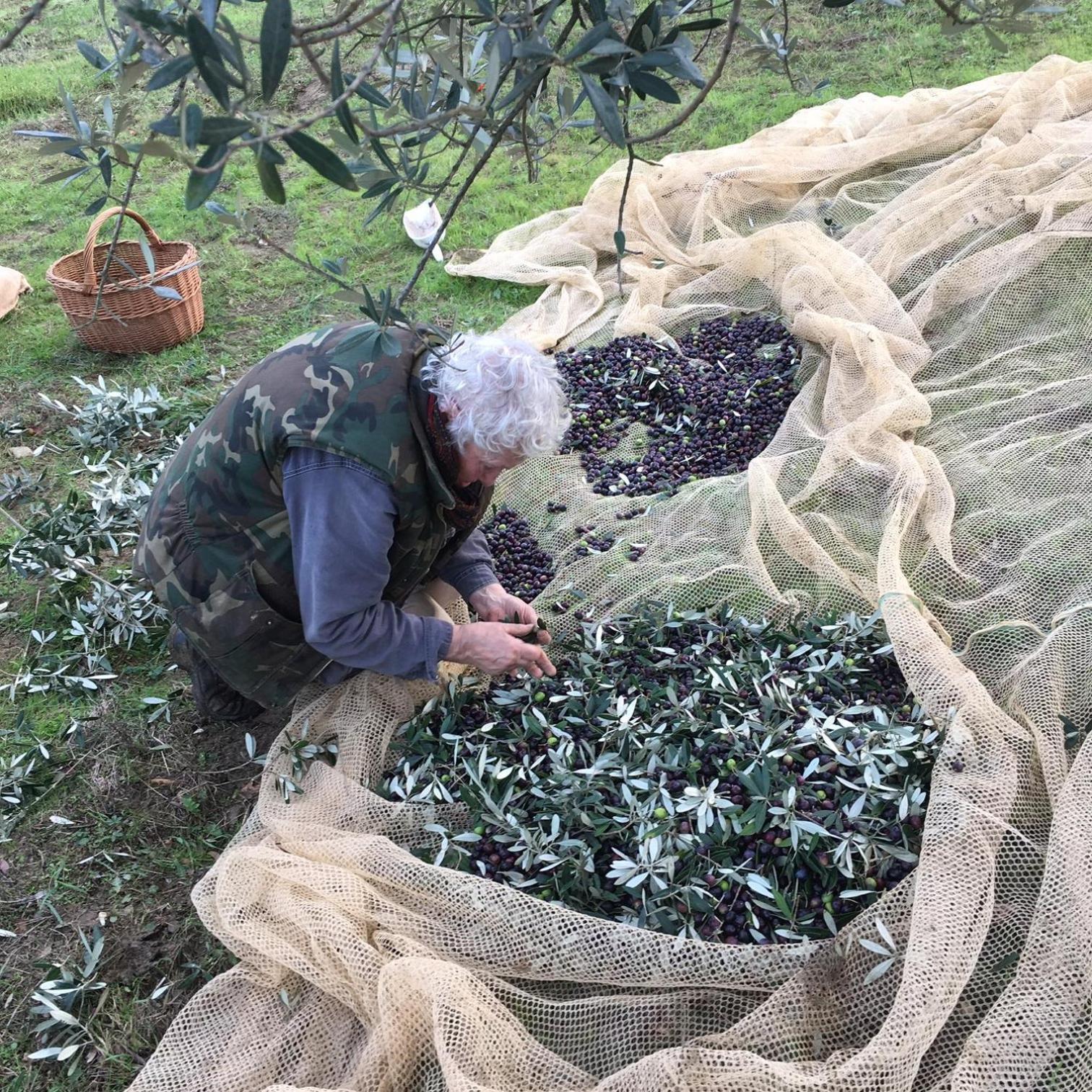 Villa Porcigliano Olive Grove Polcanto Екстериор снимка