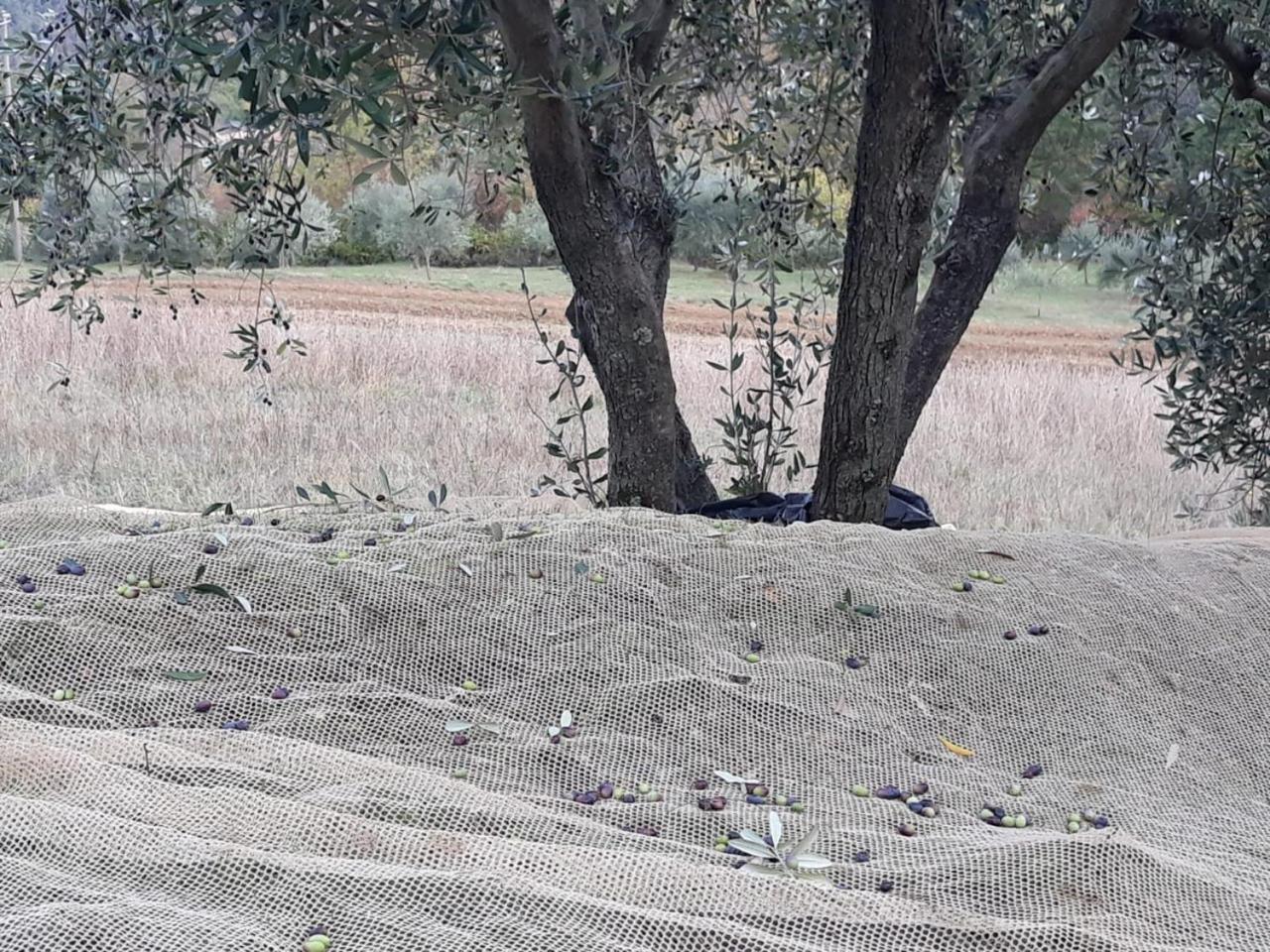 Villa Porcigliano Olive Grove Polcanto Екстериор снимка